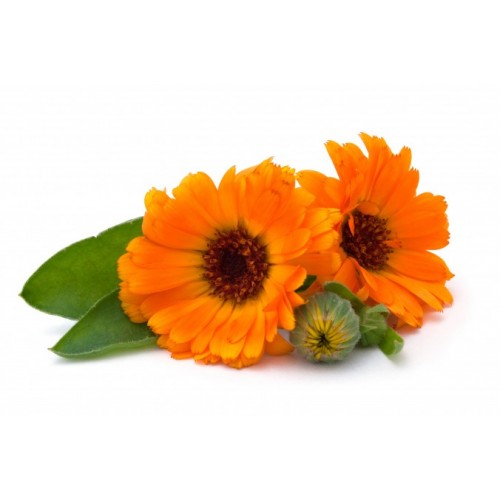 CALENDULA OLEOLITO 